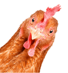 Design sans titre (1) 1